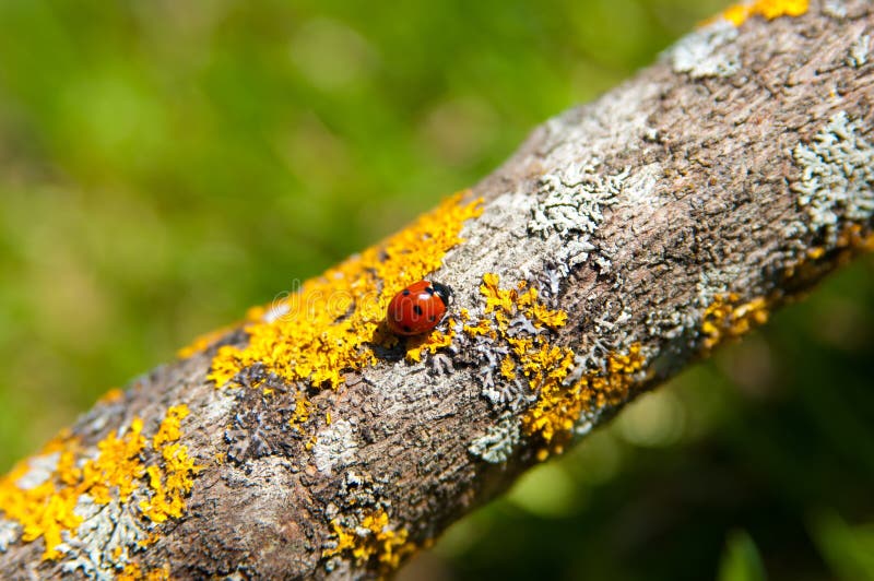 Poisonous ladybug stock image. Image of beetle, ladybird 2721019