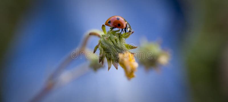 Ladybug