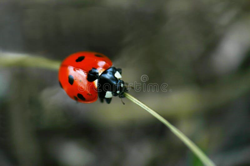 Ladybug on a piece of grass taken with the canon digital rebel.