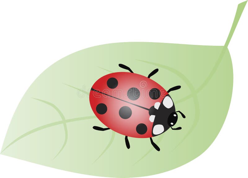 Ladybug