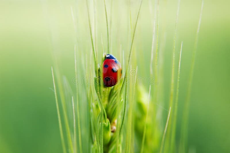 Ladybug fotografie stock Ladybug fotografie stock