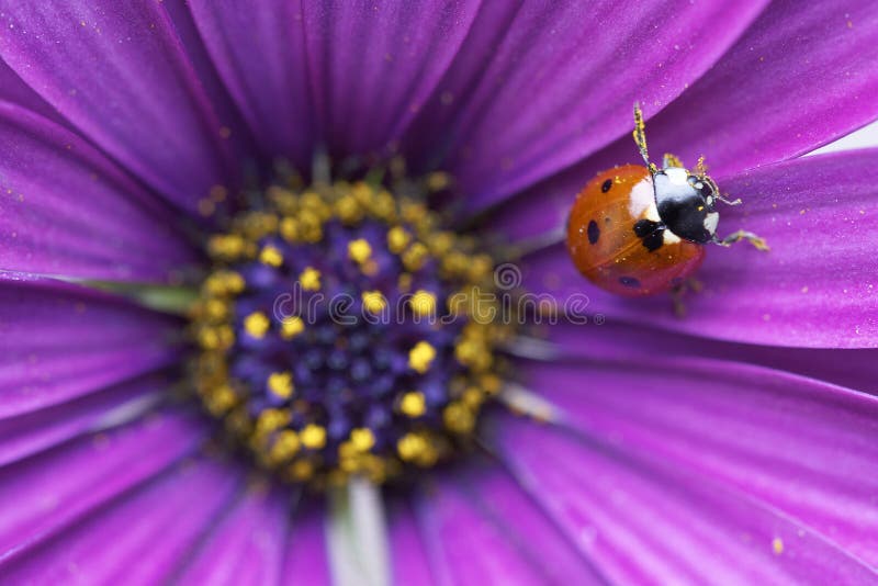 LAdybug in the flower