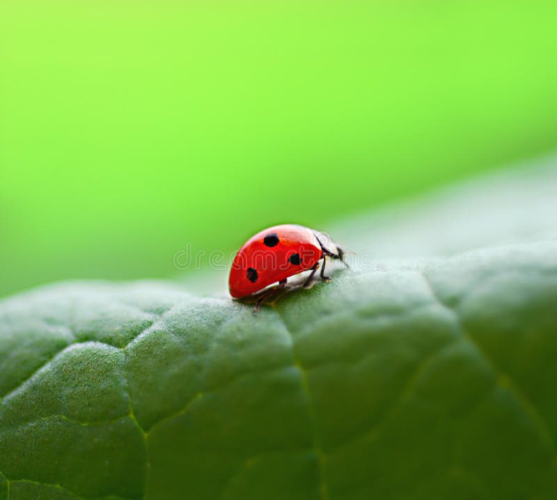 A little red ladybug on a green leaf