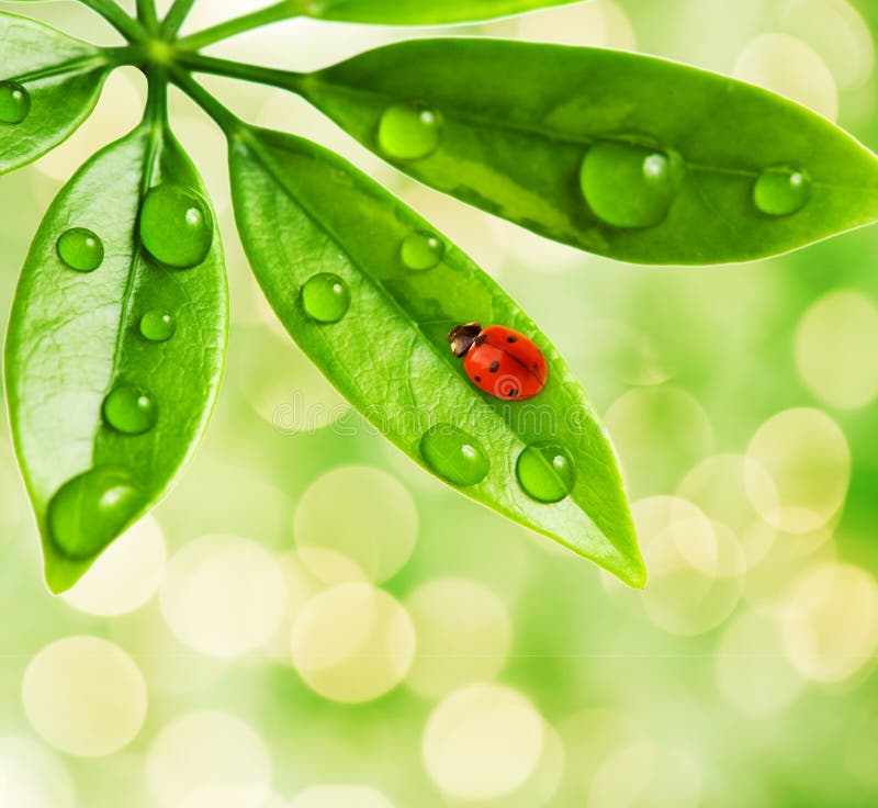 Ladybug sitting on a green leaf.