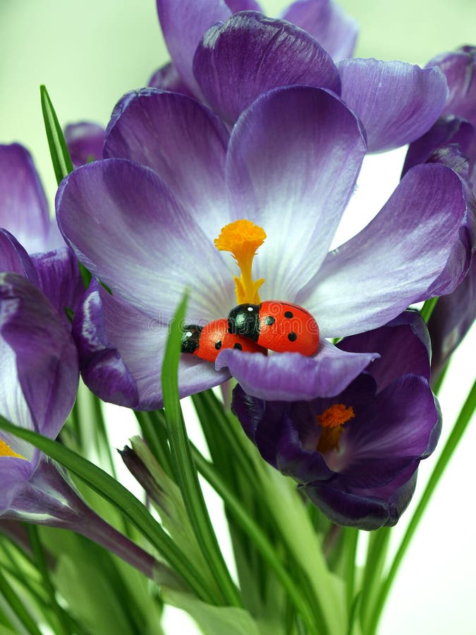 While does not see, ladybug takes care of its posterity