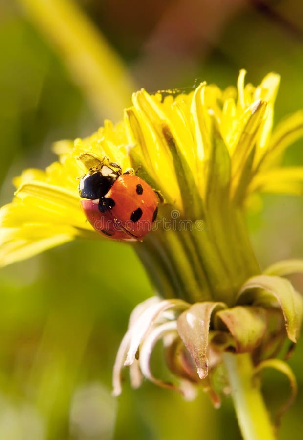 Beautiful yellow dandelion with ladybug on it