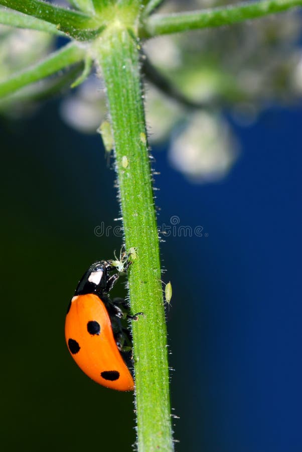 Macro of ladybug on stem flower with aphids. Macro of ladybug on stem flower with aphids