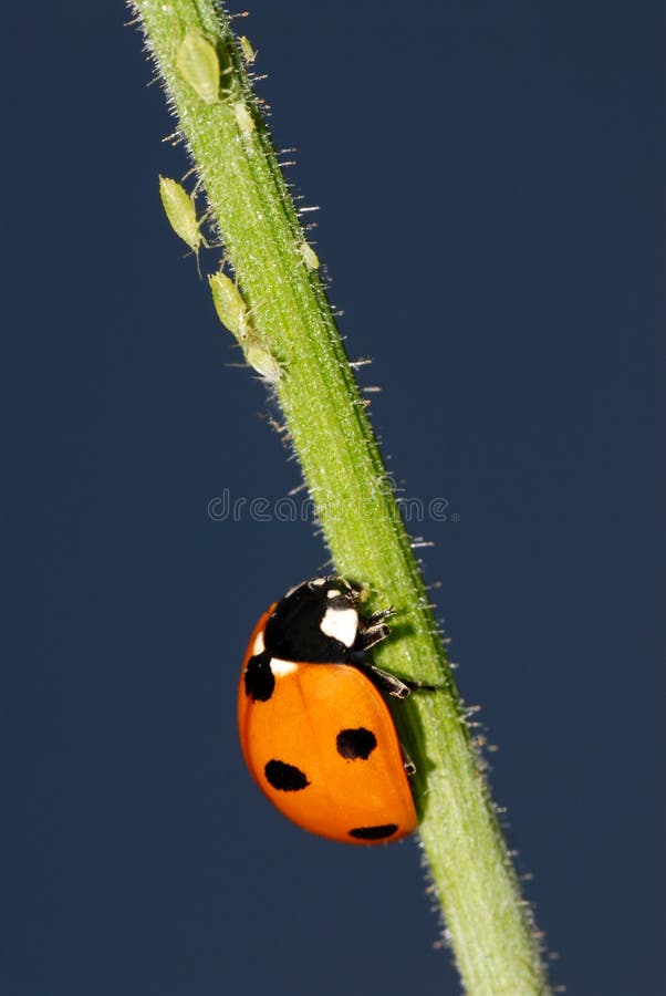 Macro of a ladybug on a stem with aphids. Macro of a ladybug on a stem with aphids