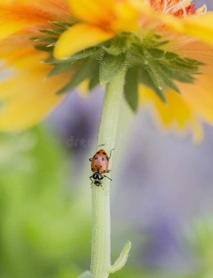 A Ladybug on a Beautiful Bright Yellow and Orange Flower Stock Image