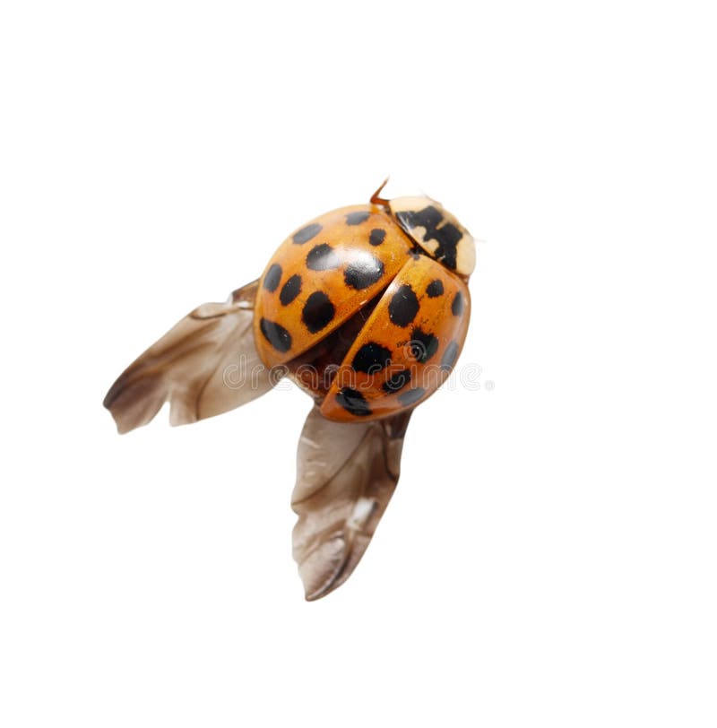 Ladybug with black spots on its back stock illustration