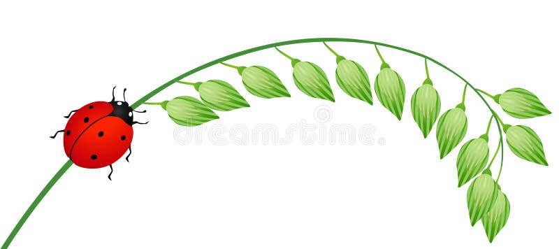 Mariquita septada sobre el rama de verde mijo en blanco, hermoso ilustraciones.