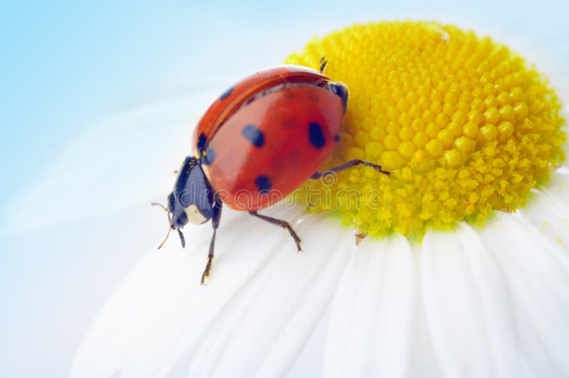 Ladybug on camomile flower