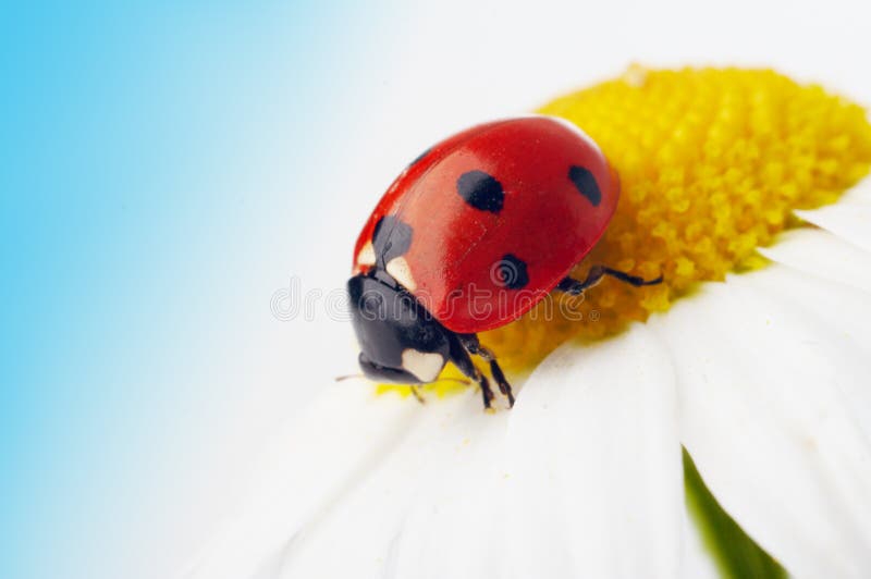 Ladybug on camomile flower