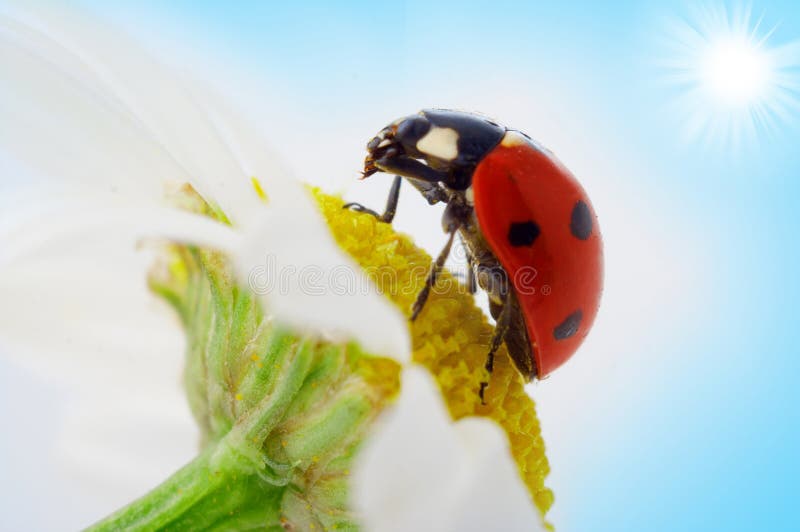 Ladybug on camomile flower