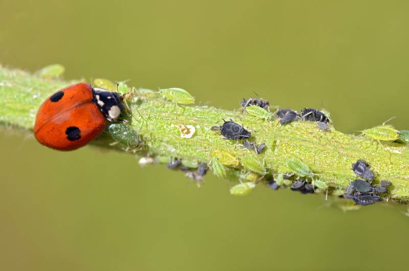 Ladybug che mangia gli afidi
