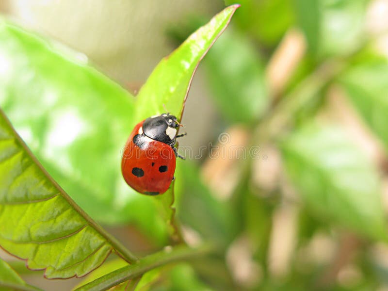 Red ladybug close-up over green leaves