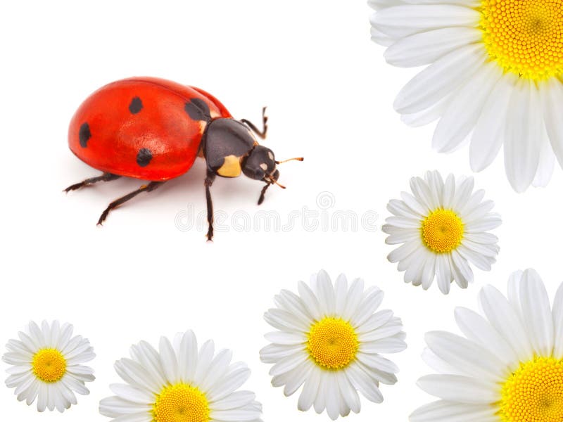 Ladybug con la camomilla