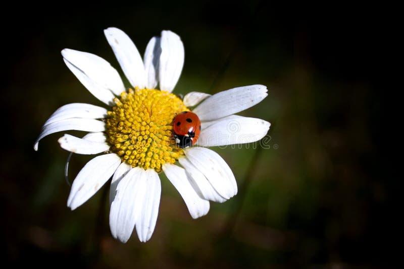 Ladybug on daisy flower in summer on dark background stock photography Ladybug on daisy flower in summer on dark background stock photography
