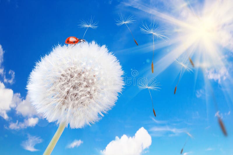 Ladybug on a dandelion on a background of the sky