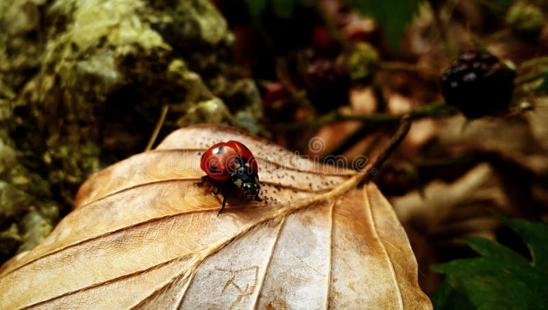 Ladybug on a dry leaf. Slovakia