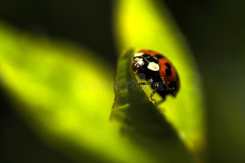 Ladybug em uma folha