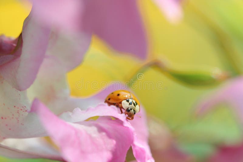 Ladybug en color foto de archivo. Imagen de macro, flor - 12947020