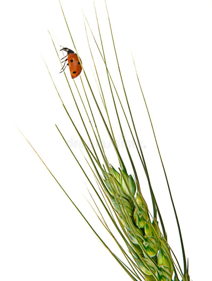 Ladybug en trigo imagenes de archivo Ladybug en trigo imagenes de archivo