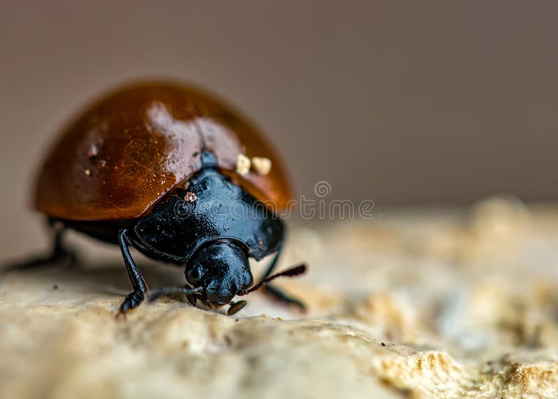 Ladybug Feeding on Fungus on Tree Trunk Macro Photography Stock Photo ... Biology Diagrams