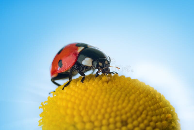 Ladybug on flower