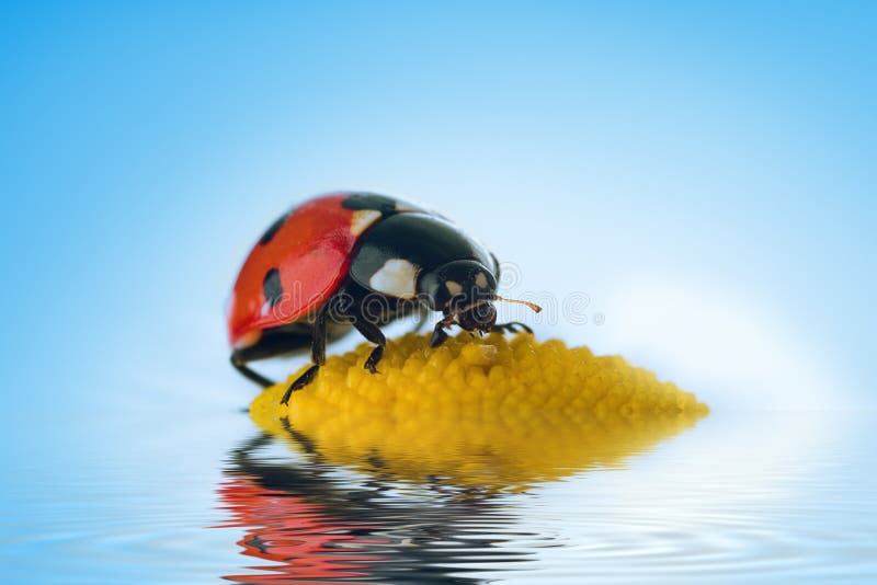 Ladybug on flower over blue sky