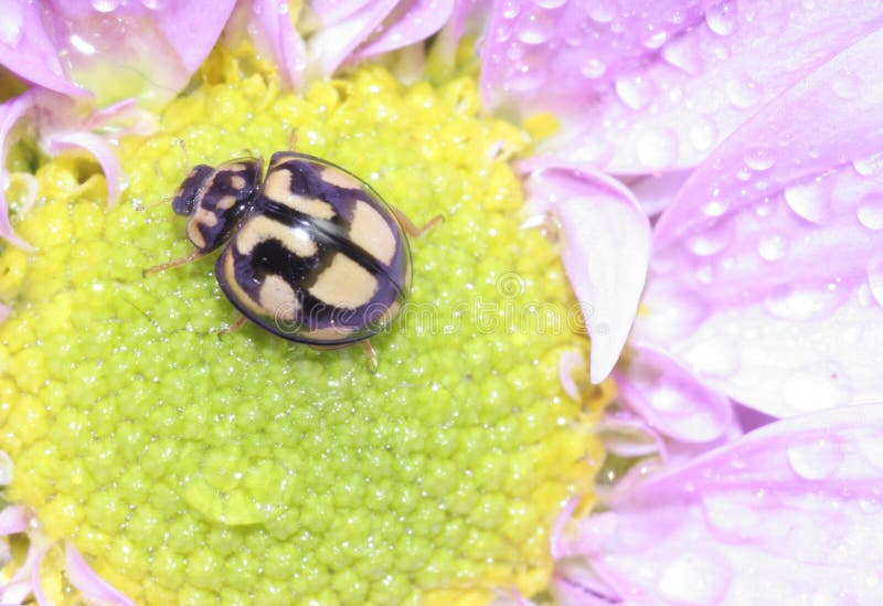 Ladybug on pink flower with dew drops. Ladybug on pink flower with dew drops