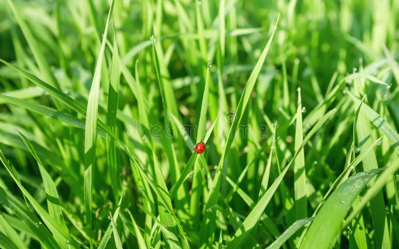 Ladybug In The Fresh Grass Among Dew Drops