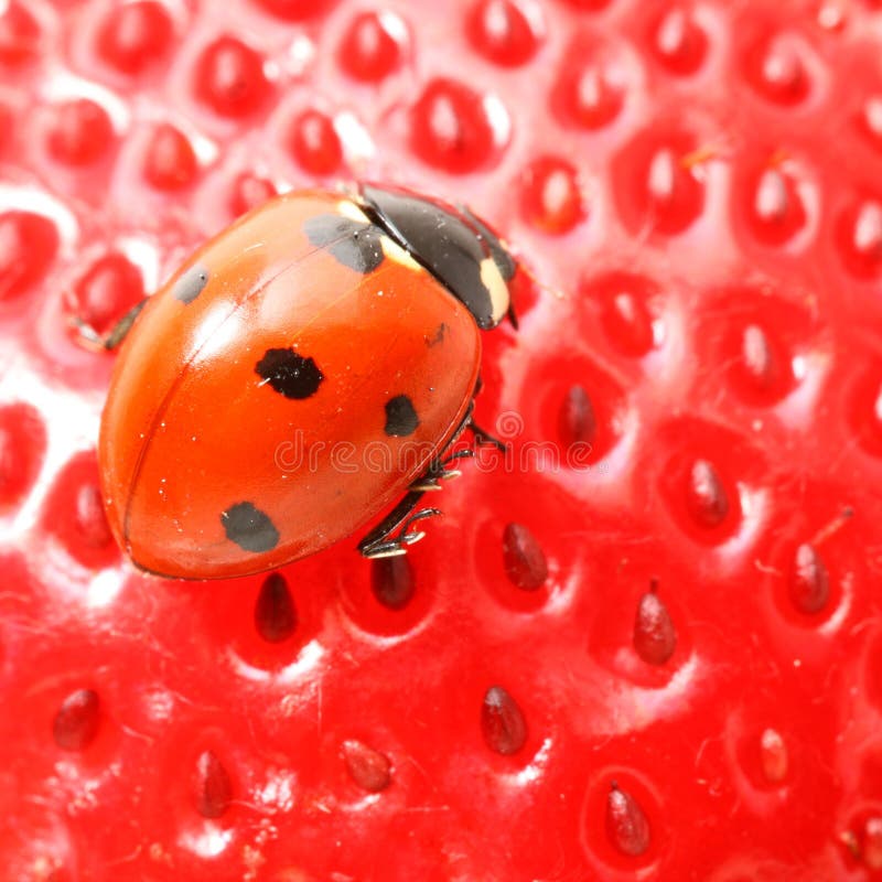 Strawberry ladybug gourmet macro close up