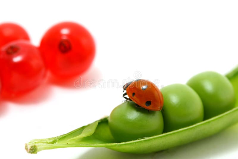 Ladybug gourmet currant and peas on white