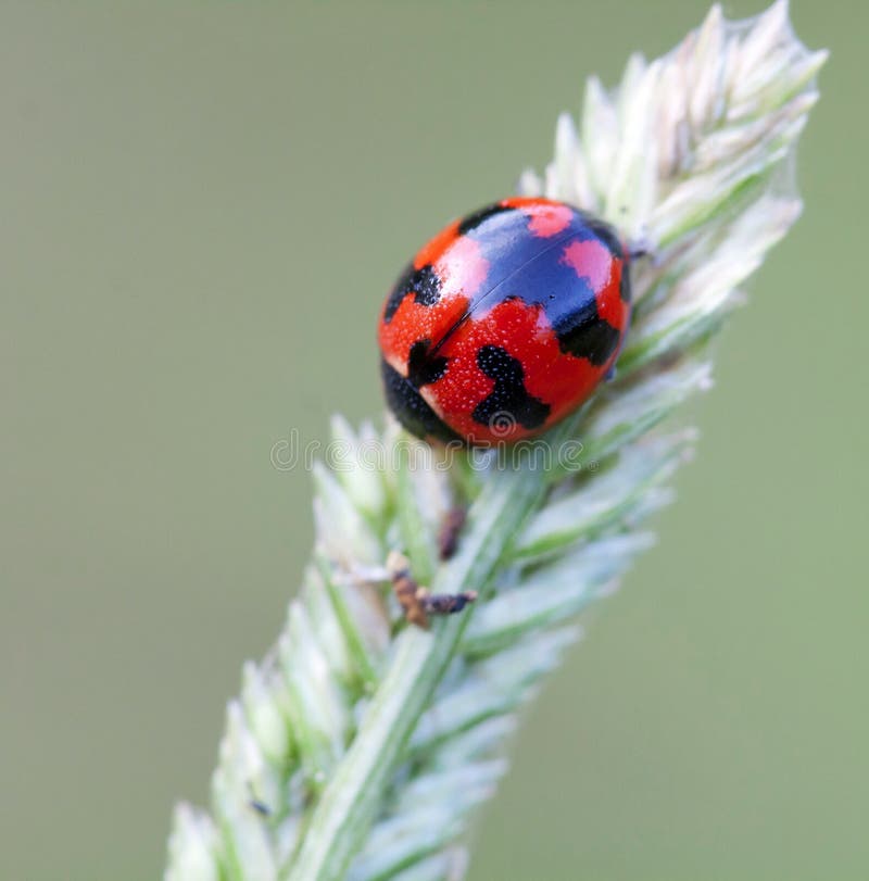 Ladybug on grass