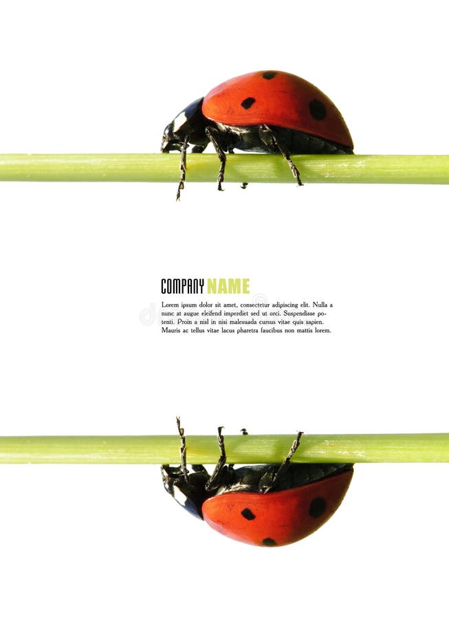 Ladybug on grass isolated on white for your business concepts