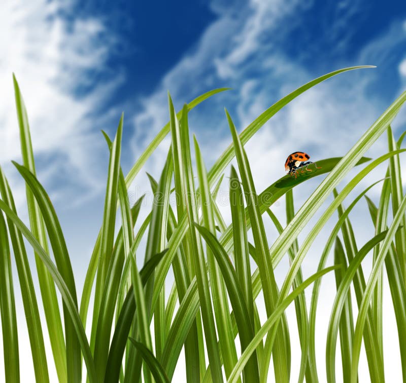 Ladybug sitting on grass leaf on a meadow. Ladybug sitting on grass leaf on a meadow