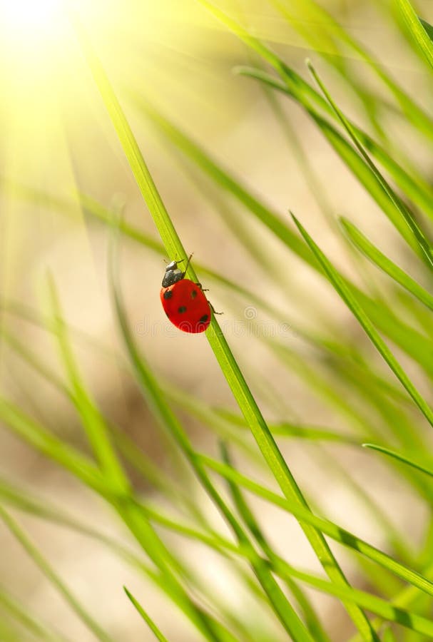 Ladybug on green grass