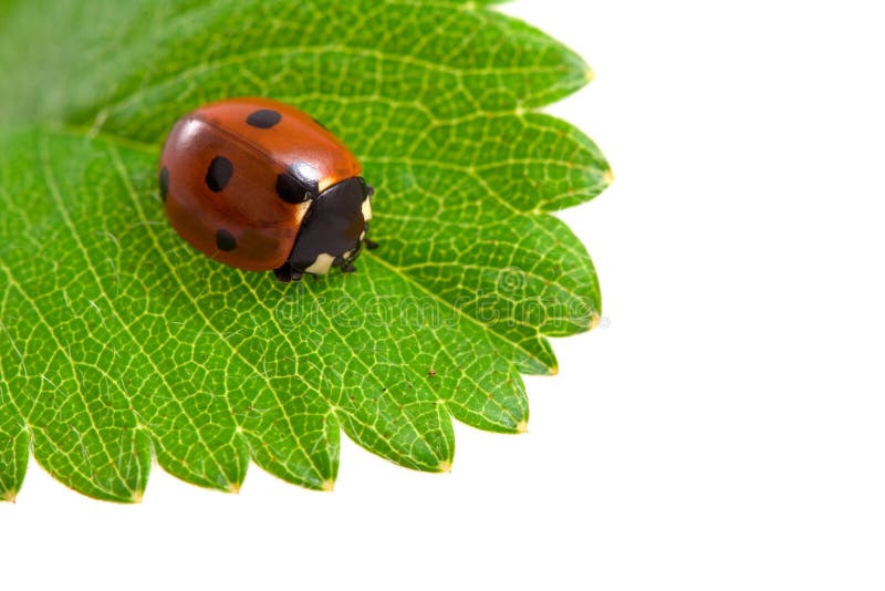 Ladybug on the strawberry leaf isolated on white. Ladybug on the strawberry leaf isolated on white