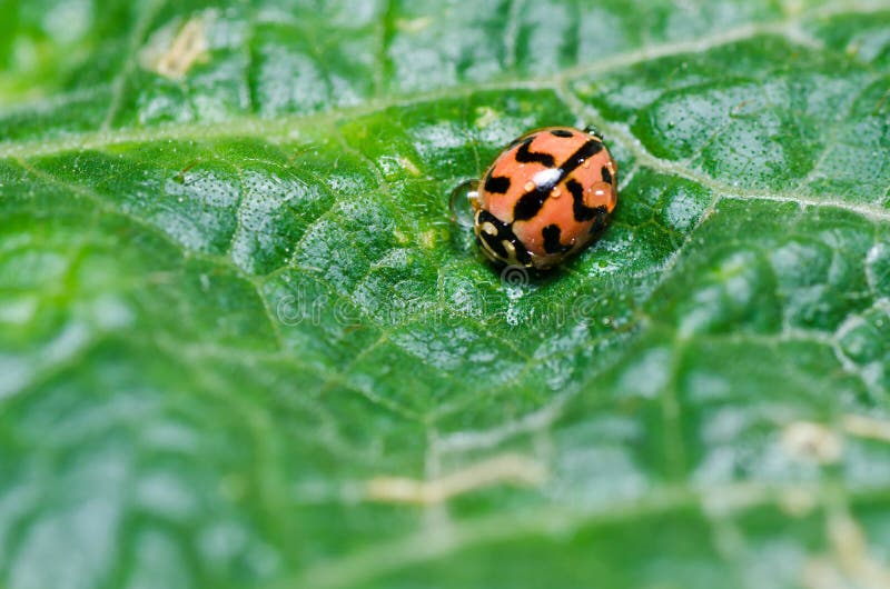 Ladybug in green nature stock image. Image of brown, jungle - 21835115