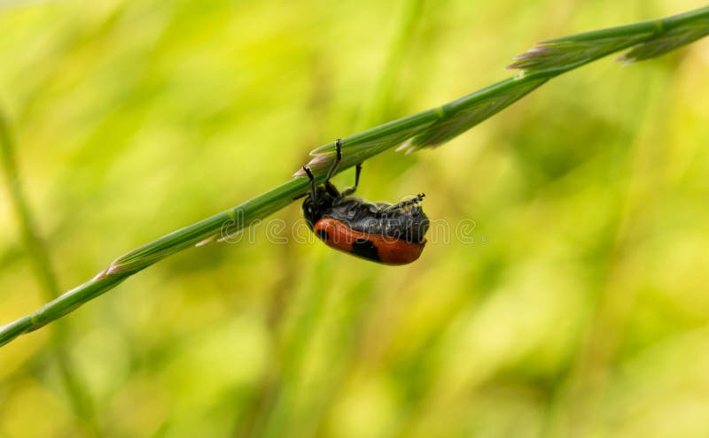 Ladybug Hanging Upside Down on Purple Flower Petal Stock Photo - Image ...