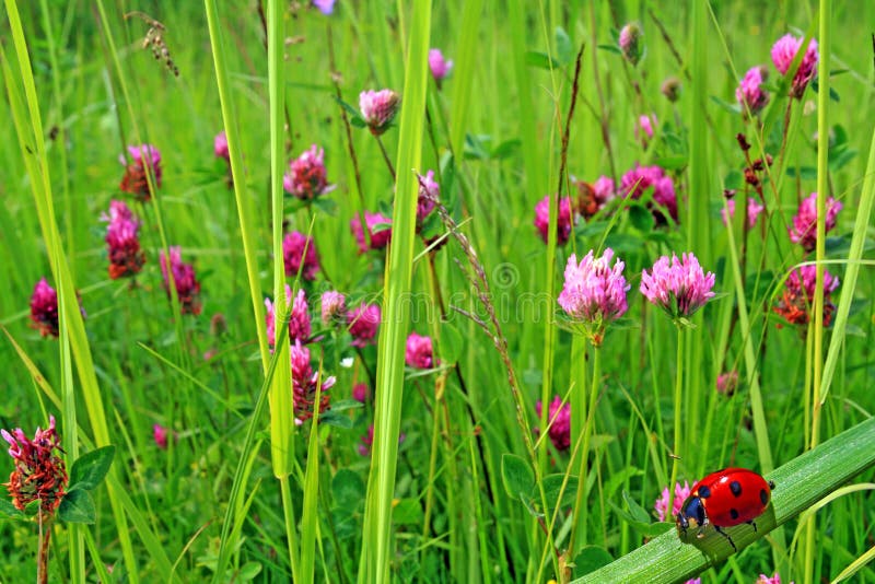 Ladybug in herb amongst dutch clover