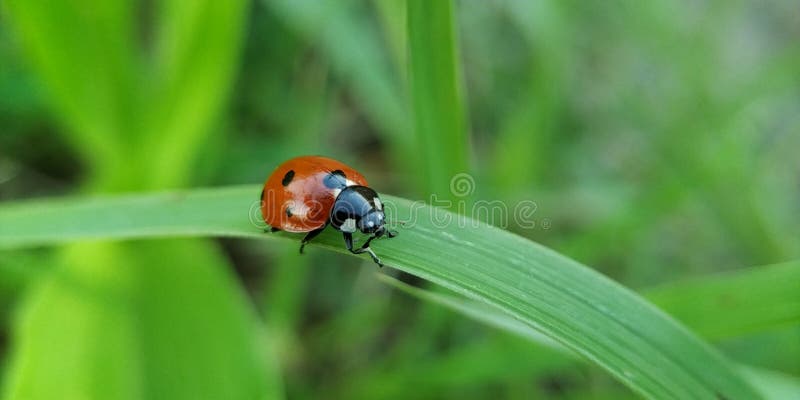 Ladybug insect leaf blade in rainy session