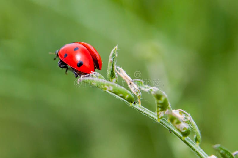 Ladybug