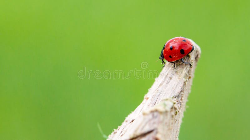 Ladybug