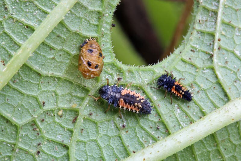 The Larva of the Ladybug (Coccinellida). The Larva of the Ladybug (Coccinellida)