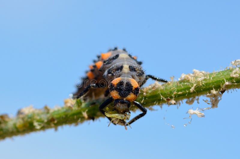 Macro of ladybug larva (Coccinella) on stem eating an aphid on blue sky background. Macro of ladybug larva (Coccinella) on stem eating an aphid on blue sky background