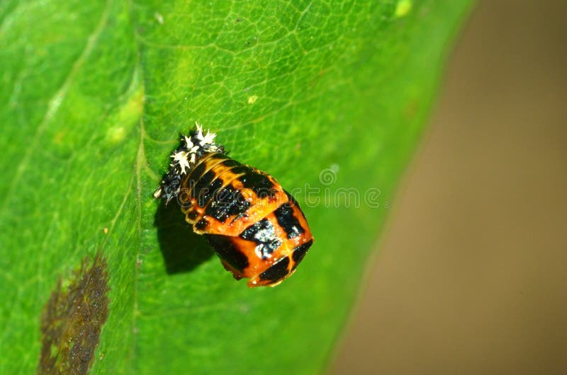 Ladybug larva. Holland Park. London