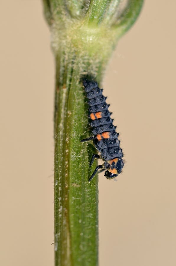Macro of ladybug larva (Coccinella) on stem on brown background. Macro of ladybug larva (Coccinella) on stem on brown background