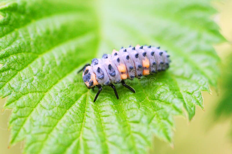 Ladybug larve on leaf